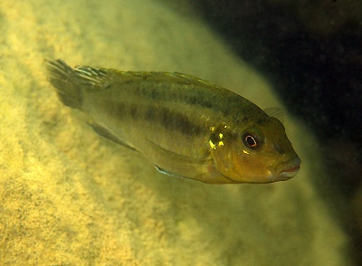 Pseudotropheus sp. 'lucerna brown' Mphande Island